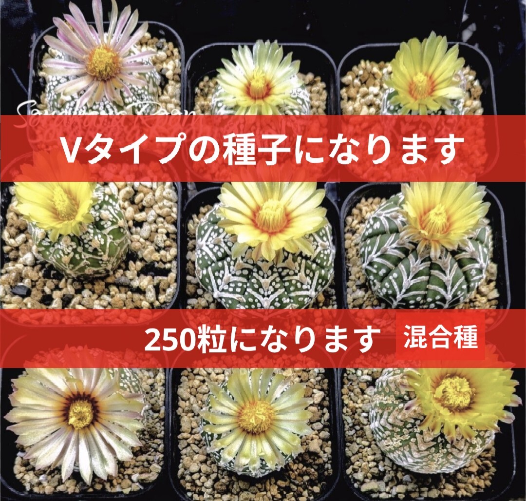 Ω250 スーパー兜 アストロフィツム Vタイプ 種子 250粒 サボテン 送料無料 兜丸 AstrophytumSuperKabuto V-type 特別割引品拍卖