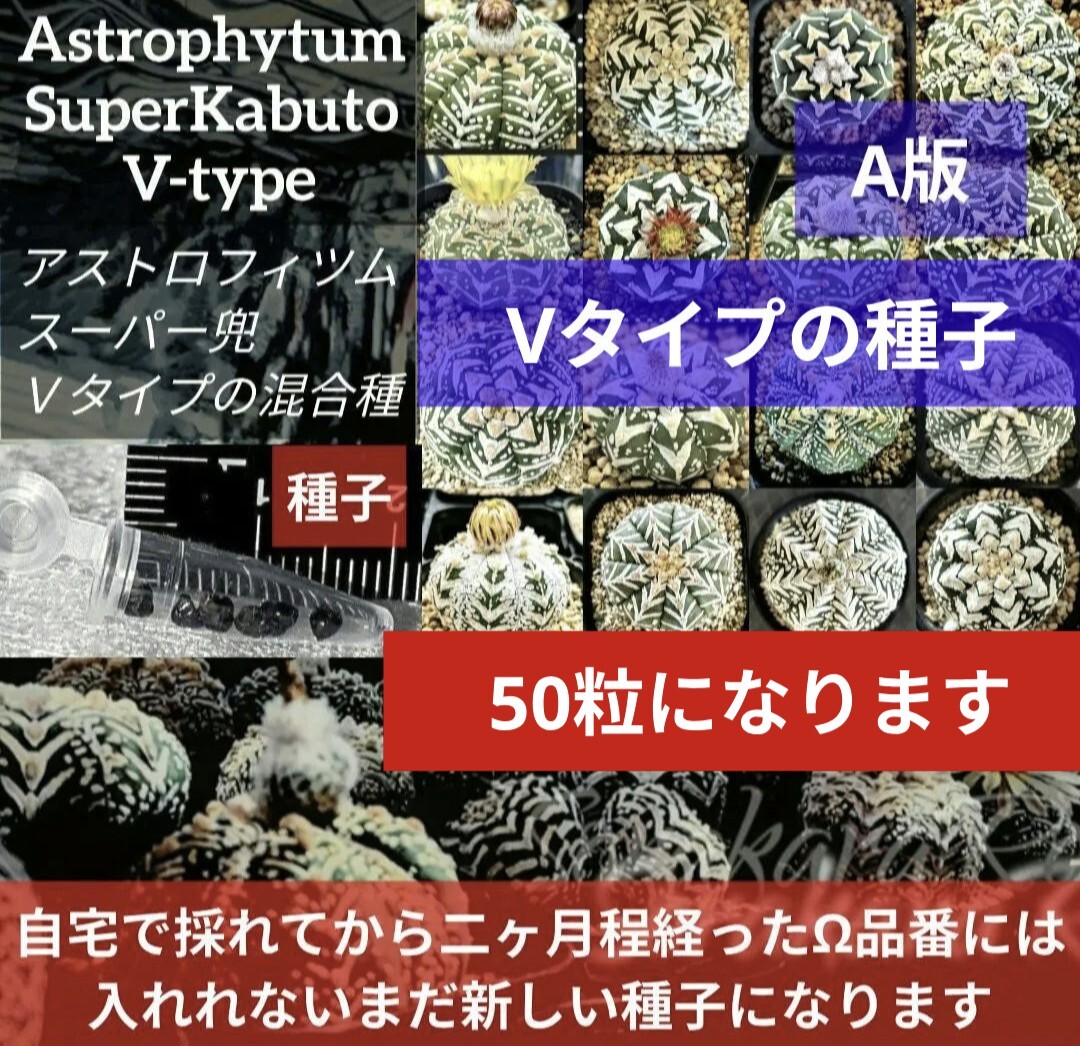 A板 50粒 スーパー兜 アストロフィツム Vタイプ 種子 AstrophytumSuperKabuto V-type 兜丸 アロー サボテン拍卖