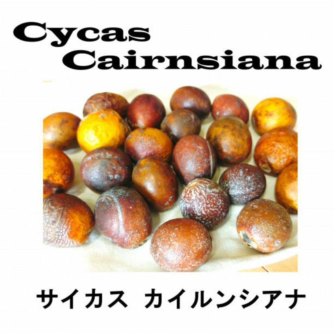 2月入荷 1粒(B級グレード) サイカス・カイルンシアナ 証明書あり 種 種子拍卖
