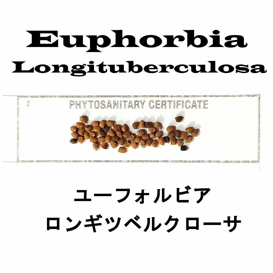 3月入荷 10粒 ユーフォルビア ロンギツベルクローサ 種 種子 植物検疫証明書拍卖