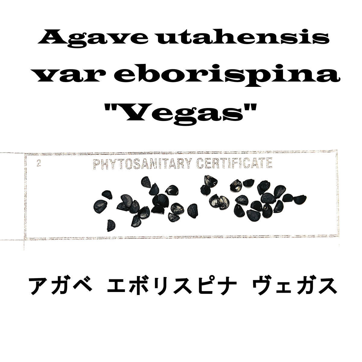 2月入荷 200粒+ アガベ ユタエンシス エボリスピナ ベガス 種子 種 証明書あり拍卖