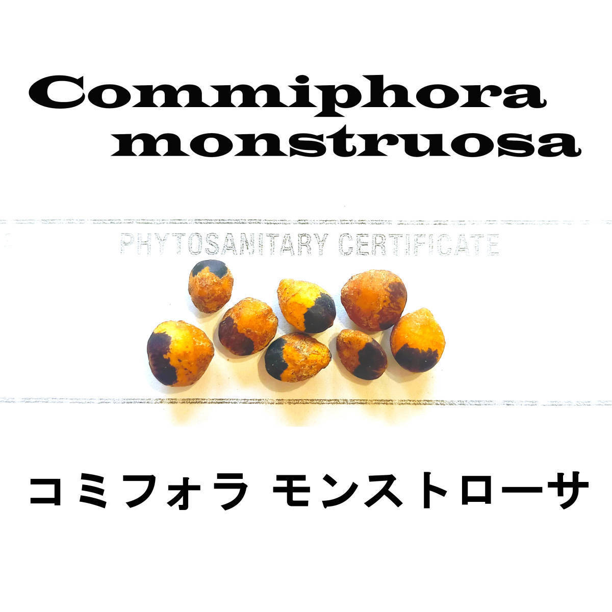 2月入荷 10粒 コミフォラ モンストローサ 種 種子 証明書あり拍卖