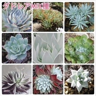 種10粒 ダドレア ミックス種子 肉植物拍卖
