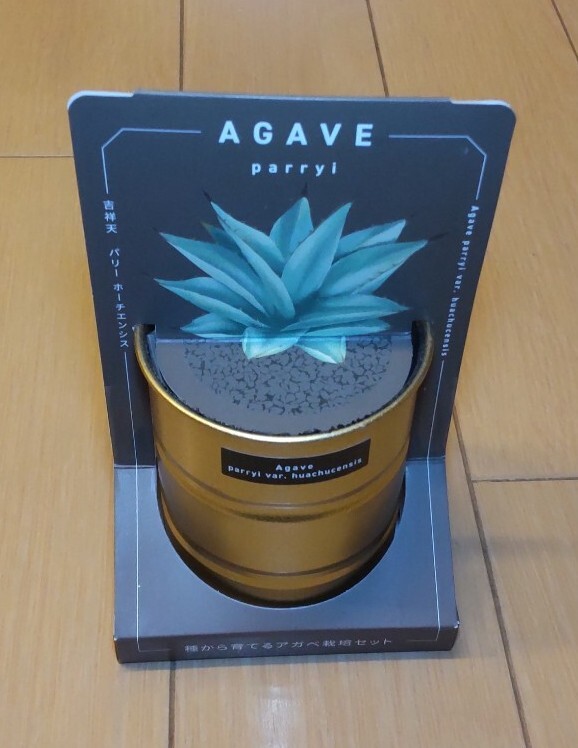 SEISHIN 種から育てる アガベ栽培セット パリー ホーチエンシス 吉祥天拍卖