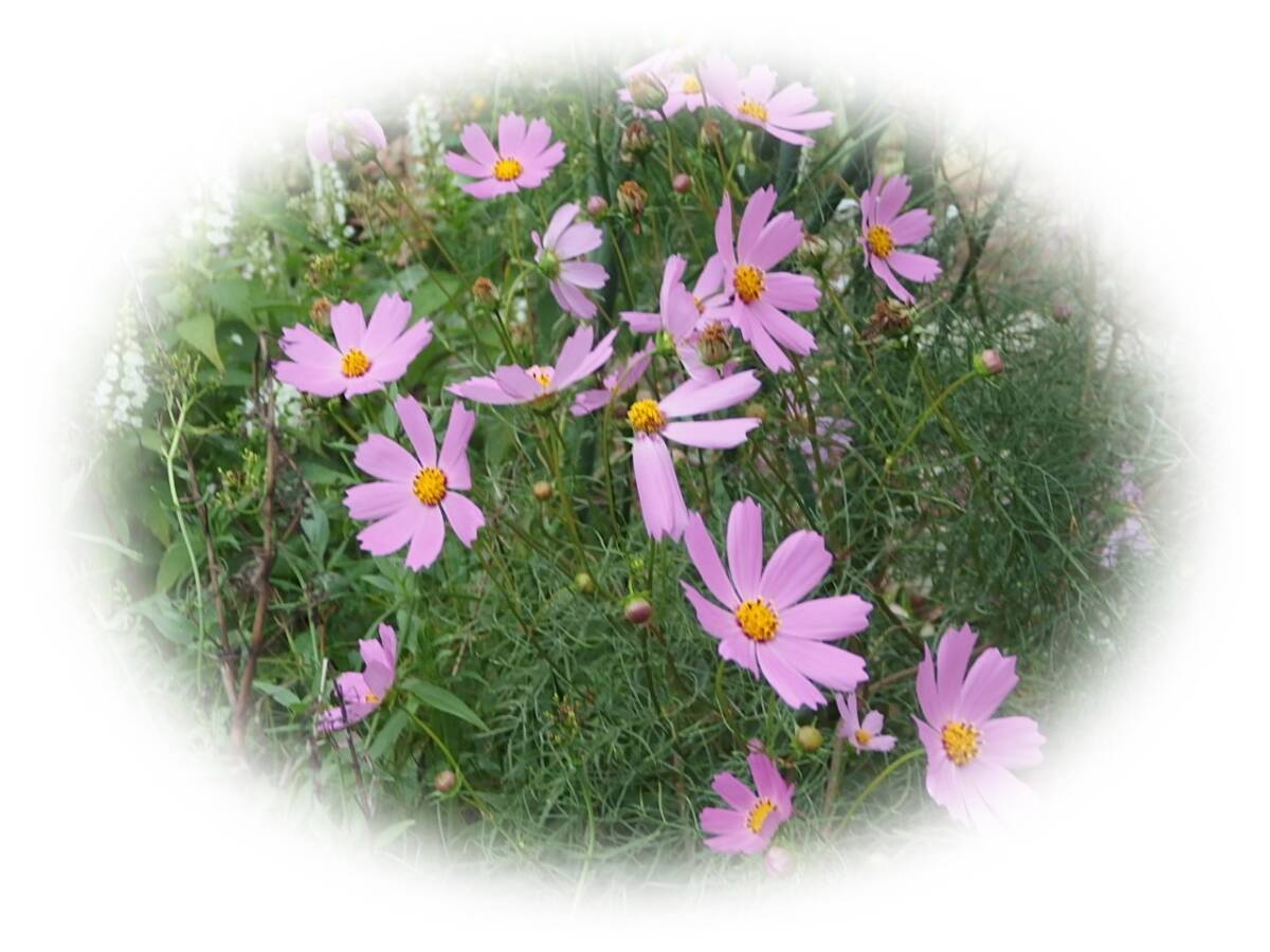 コスモス ピンク 15粒 種 秋桜 こすもす 7年自家採種 花が大好き拍卖