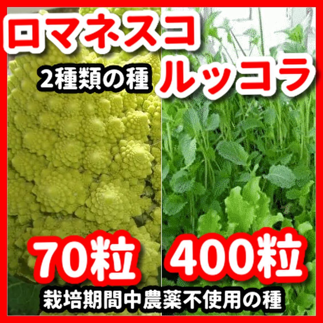 ロマネスコ&ルッコラの種セット★令和6年産★栽培期間中農薬不使用の種拍卖