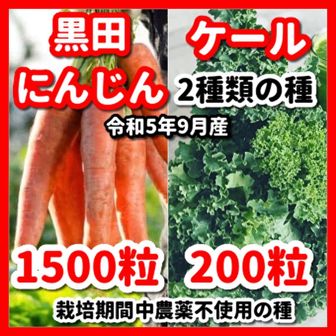 ケール&黒田にんじんの2種類の種セット★令和6年産★【栽培期間中農薬不使用の種】拍卖