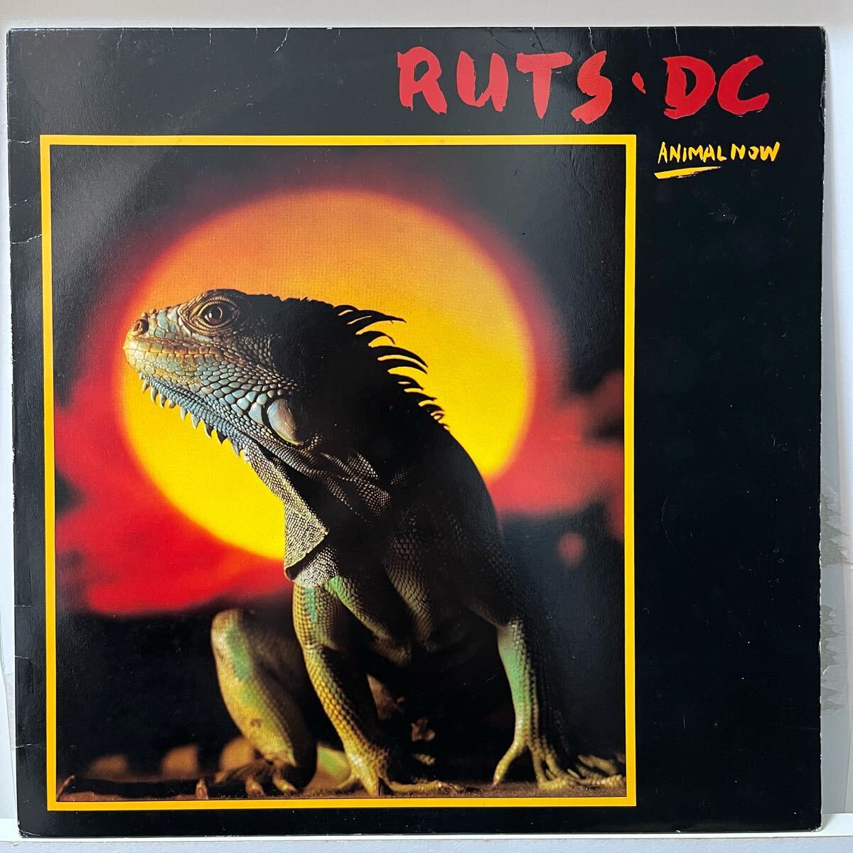Ruts DC Animal Now パンク天国 kbd オリジナル盤 punk 初期パンク power pop mods LP拍卖