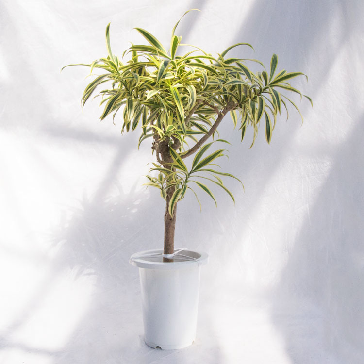 観葉植物 ドラセナ・ソングオブインディア(斑入り) / 7寸・約W60cm×H85cm拍卖