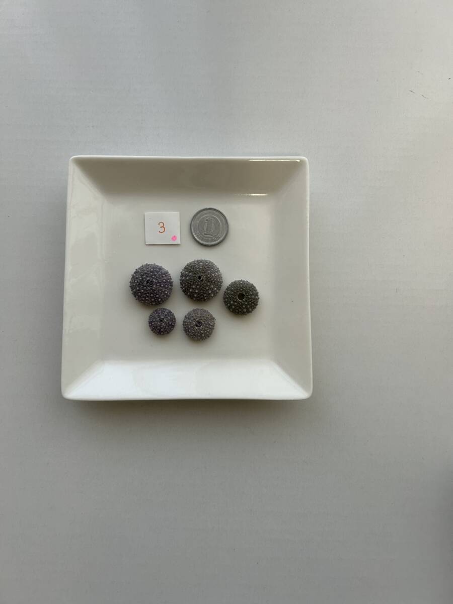 3 シーウーチン ウニ殻拍卖