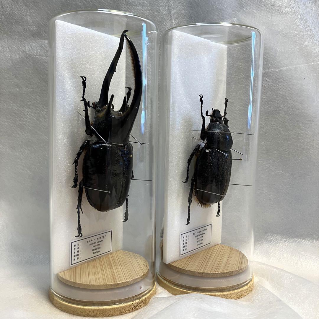 【昆虫標本】ネプチューンオオカブト ペア ガラスケース入り拍卖