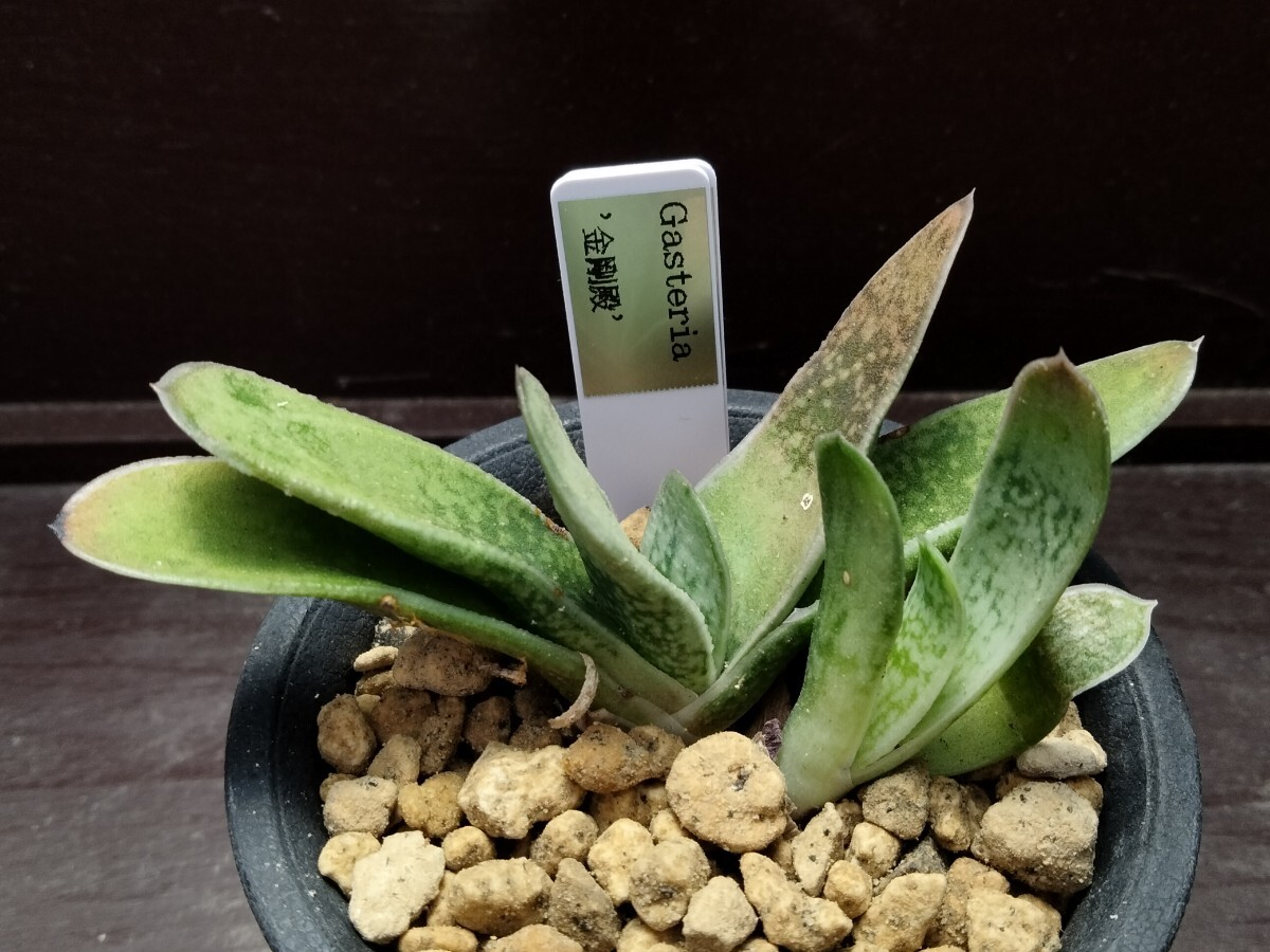 【即決】Gasteria 金剛殿 2株【送料無料】拍卖