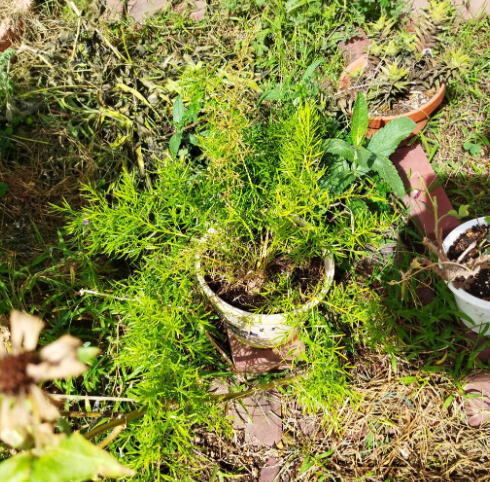 アスパラガスエチオピクス【挿し穂】5本拍卖