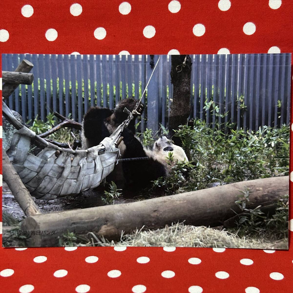 【920日 シャンシャンポストカード】松坂屋上野店 非売品 2020.02.16 ジャイアントパンダ 香香 上野動物園 リーリー シンシン 毎日パンダ拍卖