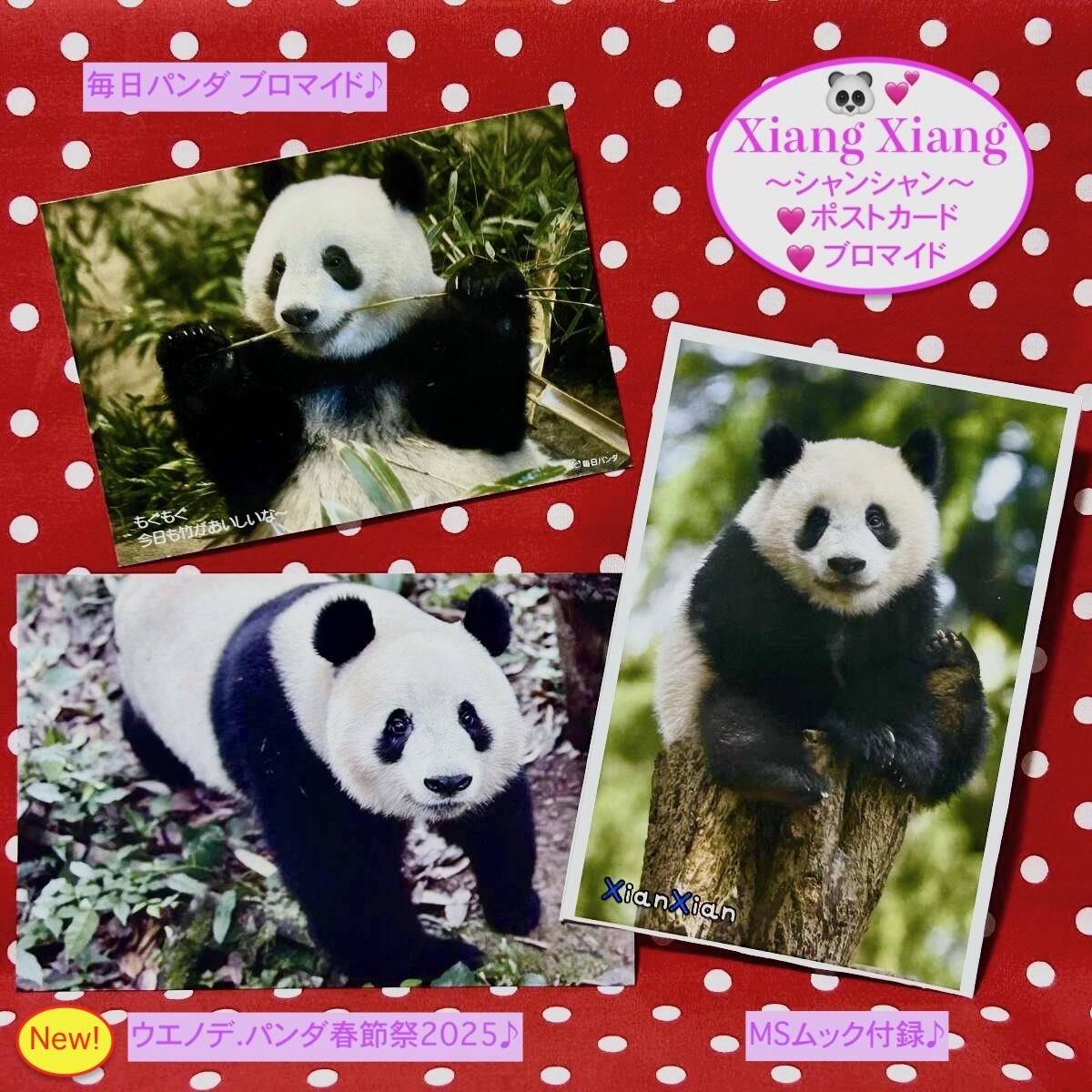【シャンシャン(香香)】ウエノデ.パンダ 春節祭2025&MSムック付録 ポストカード・毎日パンダ ブロマイド リーリー 力力 シンシン 真真拍卖