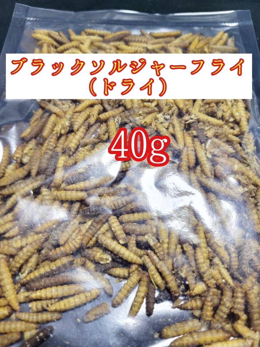 乾燥ブラックソルジャーフライ40g 小動物 爬虫類 トカゲ カエルハムスター フクロモモンガ ハリネズミ ドライミルワーム シルクワーム拍卖