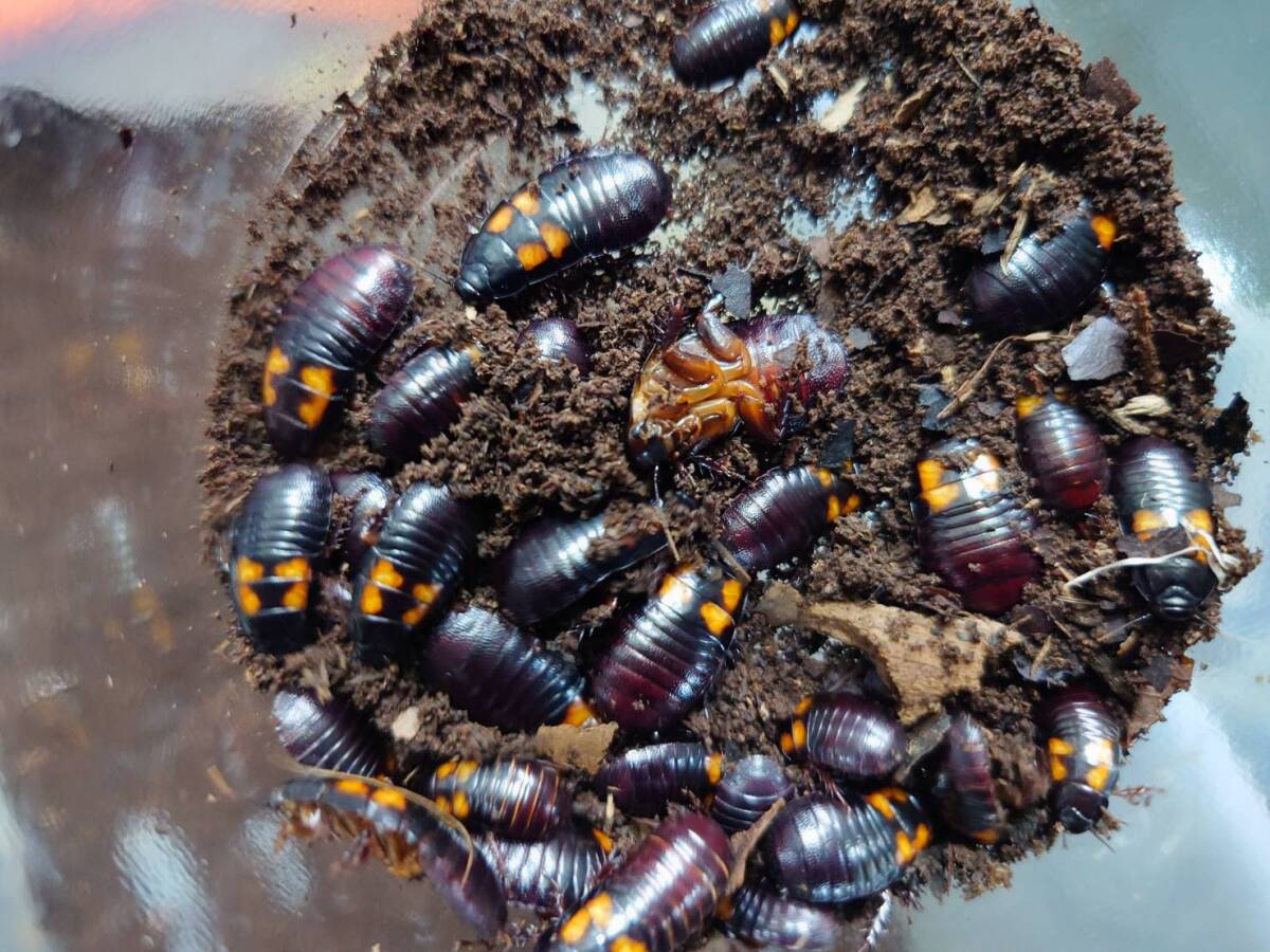 10匹セットオオゴキブリ(タイ産)ローチ拍卖