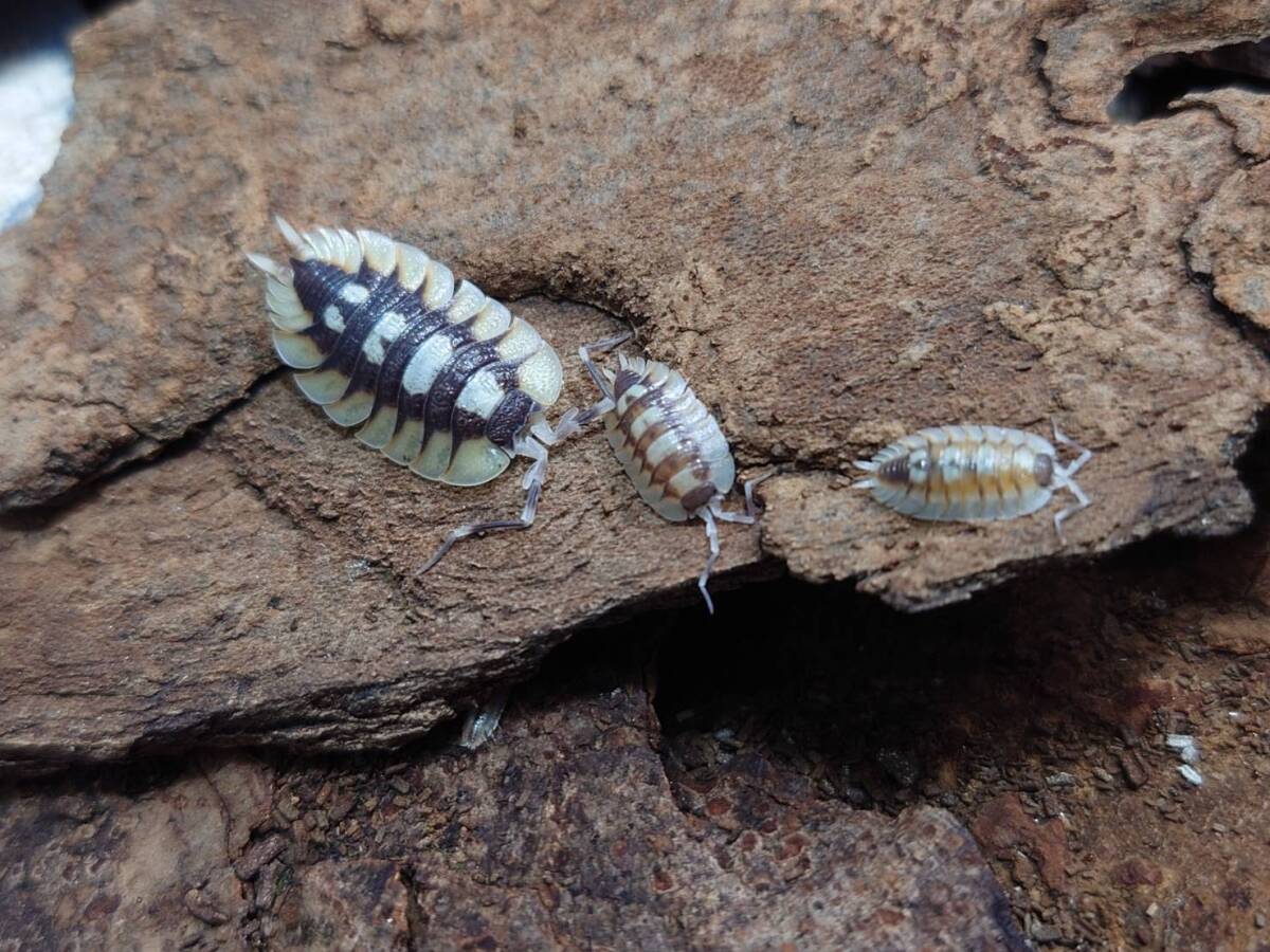 10匹セット Porcellio expansus "tortosa"ワラジムシ ダンゴムシ拍卖