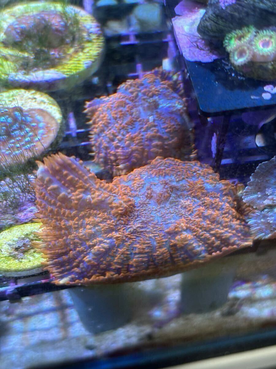 ディスクコーラル(オレンジ)①拍卖