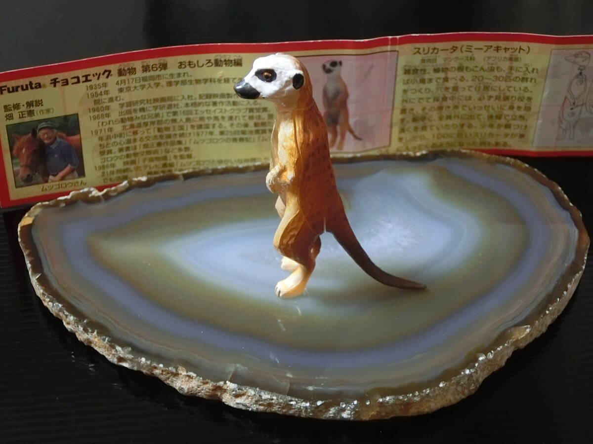 ★ チョコエッグ 動物 第6弾 おもしろ動物編 ★ スリカータ ( ミーアキャット ) 24 ★ チョコエッグ Furuta ムツゴロウさん監修・解説拍卖