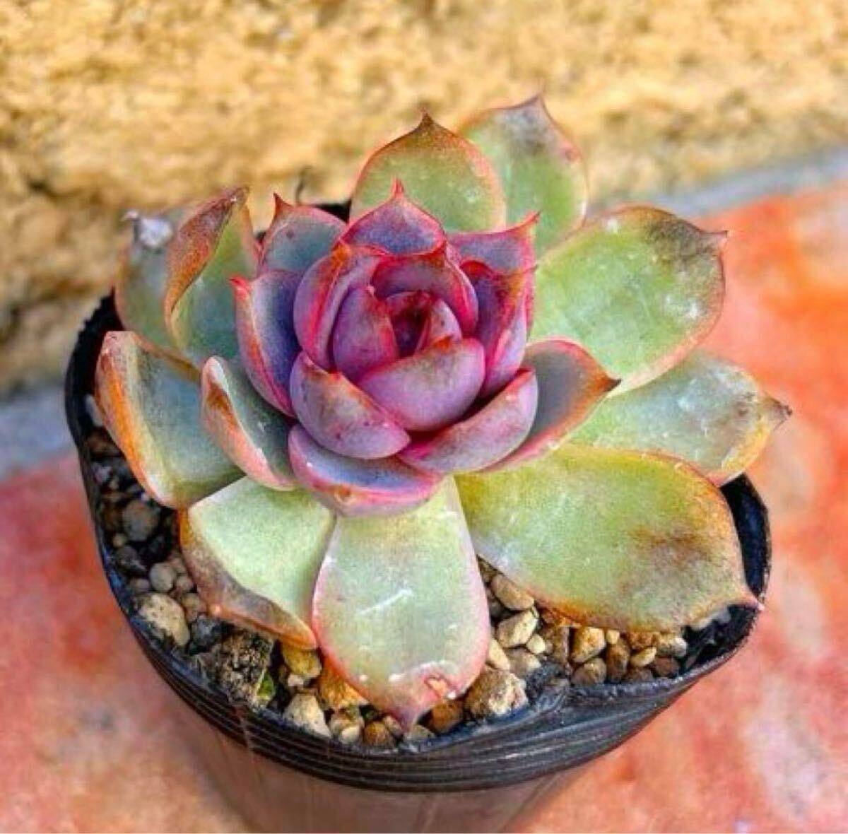 多肉植物 ルビーガーネット拍卖