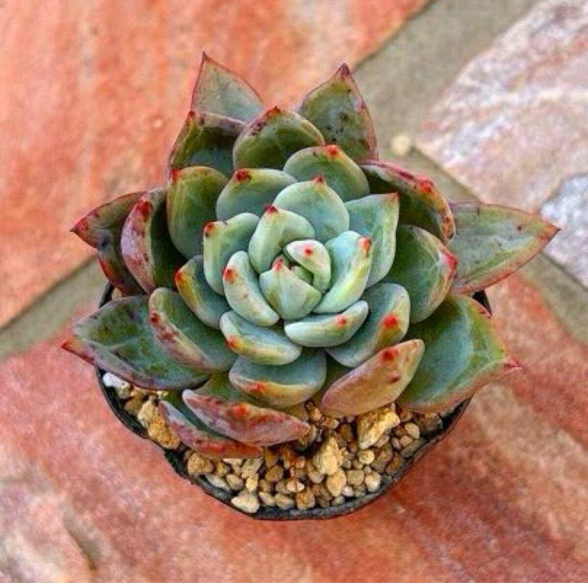 多肉植物 シャネルココクィーン拍卖