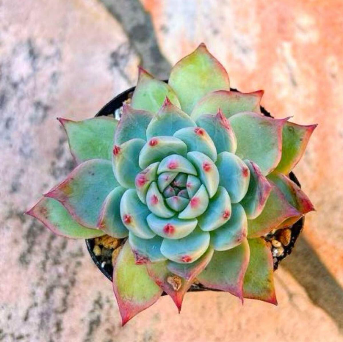 多肉植物 桃魅大福拍卖