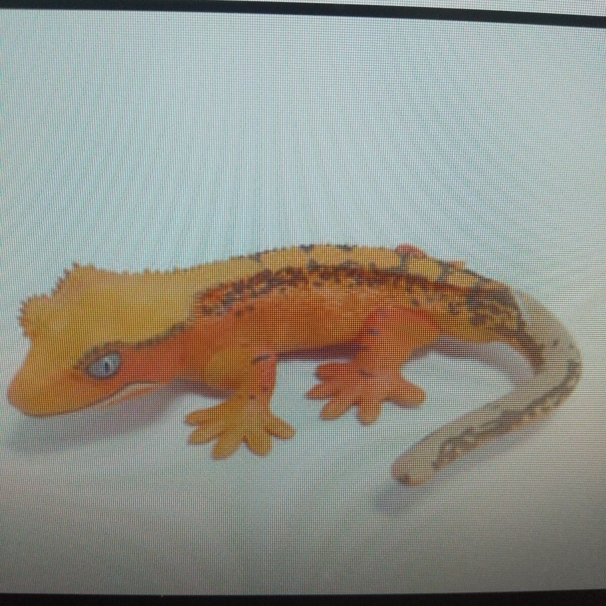 海洋堂☆カプセルQ ヤモリ大全 レオパードゲッコー☆クレステッドゲッコー(レッド)☆本体のみ☆松村しのぶ監修拍卖