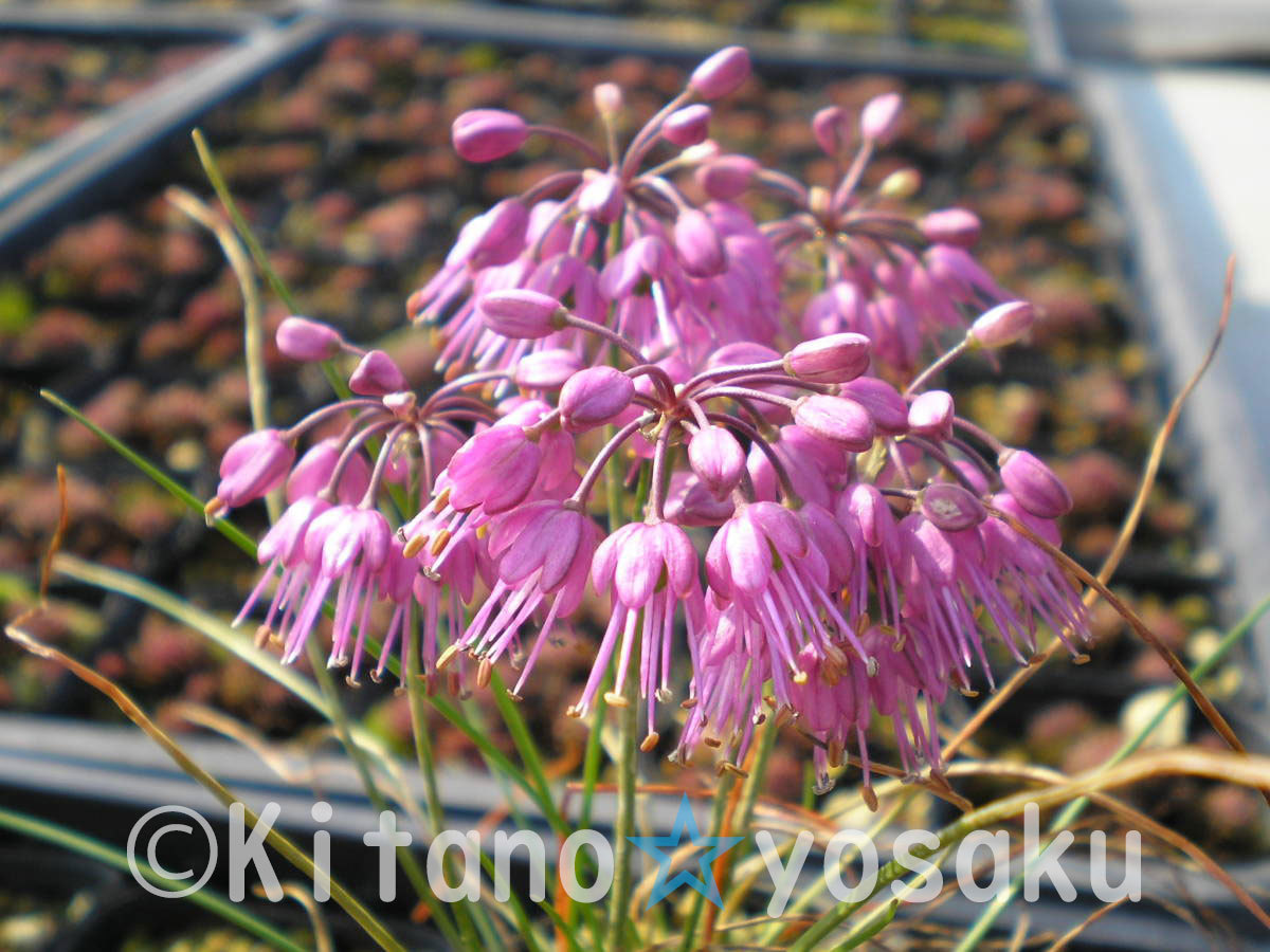 千島辣韭(チシマ・ラッキョウ)◇ユリ科 ●3寸(9.0cm)ポリポット栽培 ☆花時期9月~拍卖