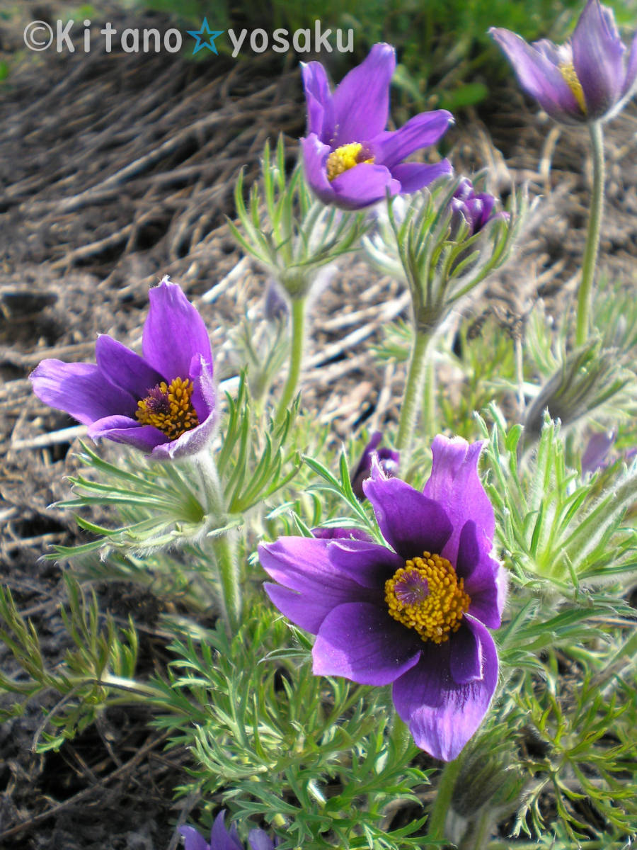 西洋翁草・青花(セイヨウ・オキナグサ)◇キンポウゲ科 ●3寸(9.0cm)ポリポット栽培 ◇開花時期5月~ 拍卖