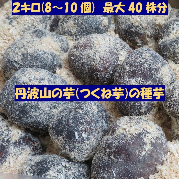 全国送料無料 丹波山の芋 大玉 2キロ 種子候補 タネイモ 40株分 長期保存 食用OK つくね芋 山芋 とろろ拍卖