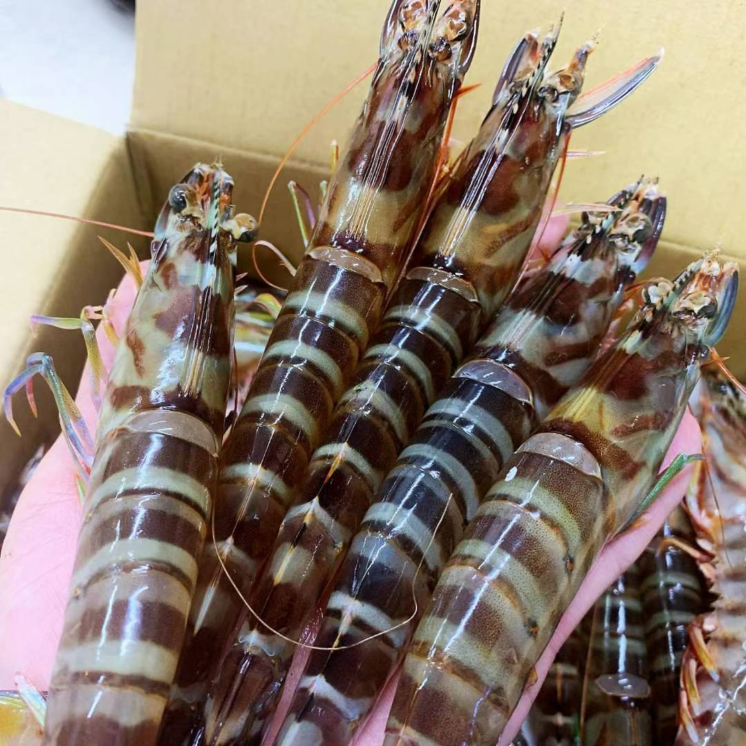 生クルマエビ 1kg 約40~60尾入 くるまえび 車海老 揚げる(天ぷら、フライ) ゆでる 焼く 生食 刺身拍卖