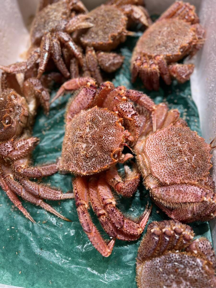 北海道産 冷凍ボイル毛ガニ 1尾 650g拍卖