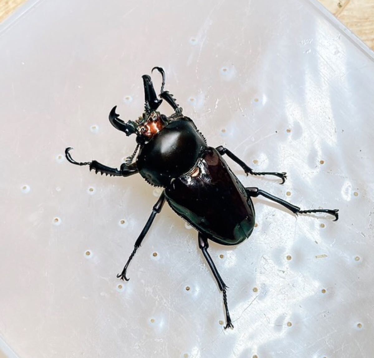 『M710』超黒ニジイロクワガタ (クイーンズランド)♂43mm単体拍卖