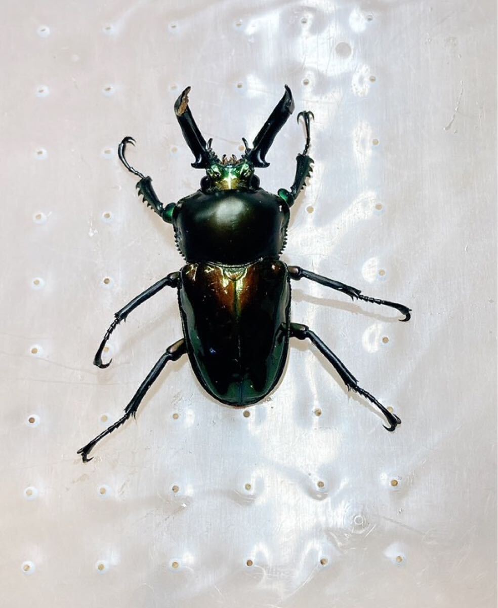 『M711』即ブリ超緑ニジイロクワガタ (クイーンズランド)♂47mm単体拍卖