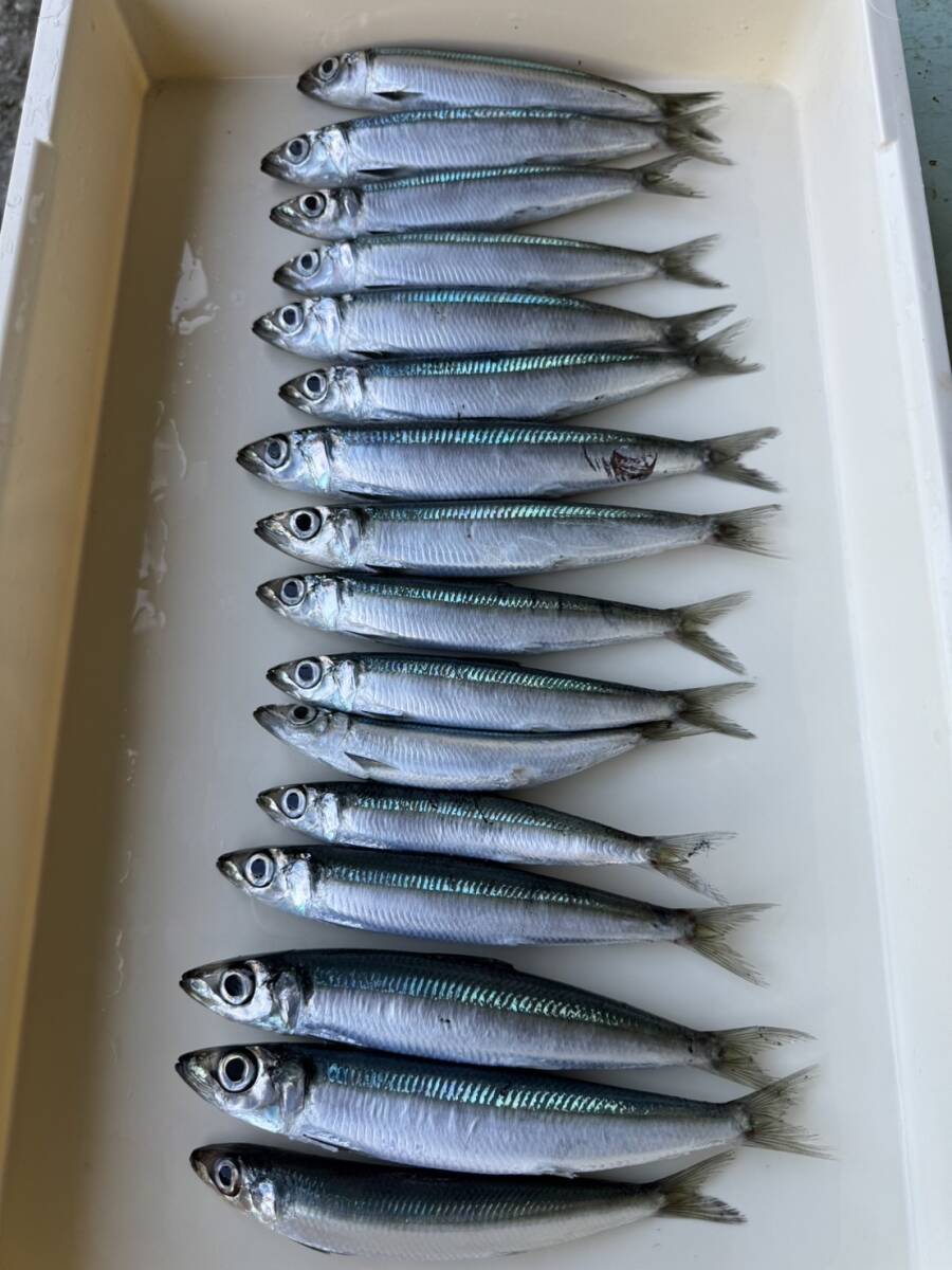 お得10キロ ウルメイワシ 中大 大物釣り 餌 1キロ10~20匹×10=10キロ 100~200匹 鮮魚物冷凍 エサ クエ ハタ 底物 青物拍卖