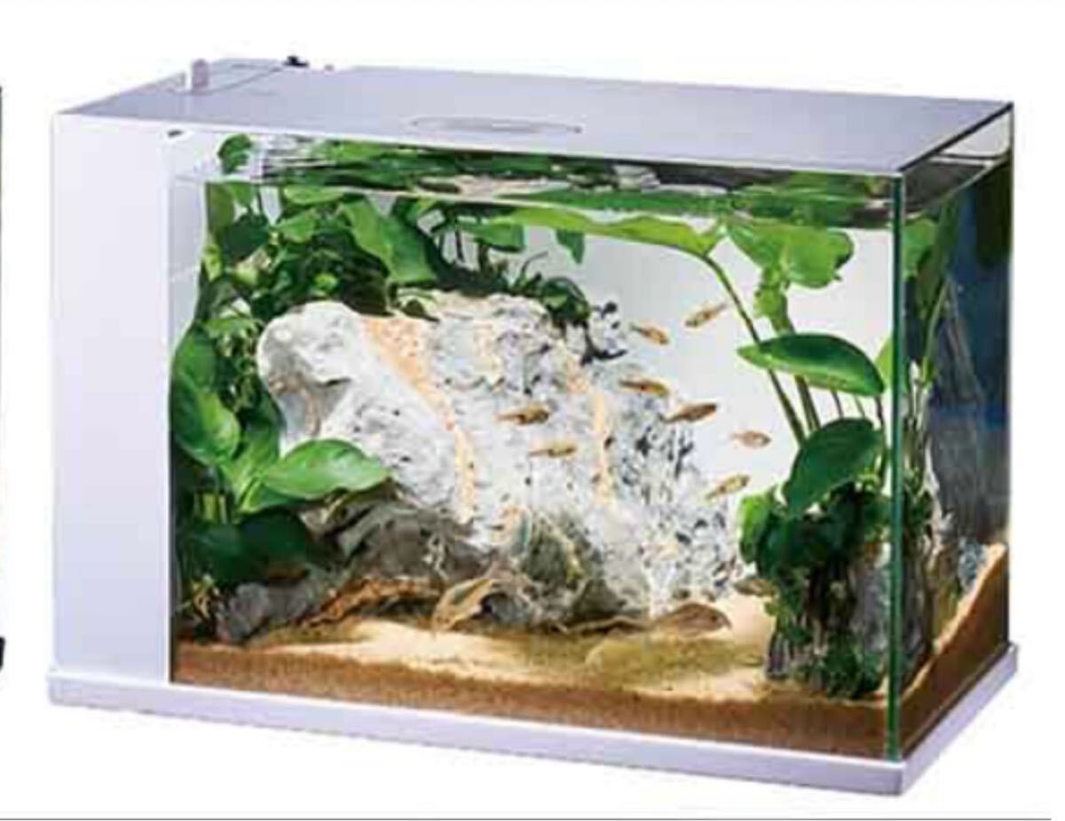 新品 残りわずか!GEXラクテリア/WHITE/水換え簡単!メダカちゃんなどに!拍卖