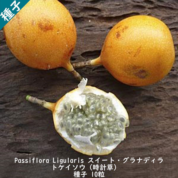 種子 種 Passiflora Ligularis スイート グラナディラ 耐寒性蔓性低木 トケイソウ 時計草 グリーンカーテン 種子 10粒拍卖