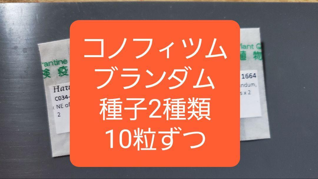 コノフィツム ブランダム 種子2種類 10粒ずつセット拍卖