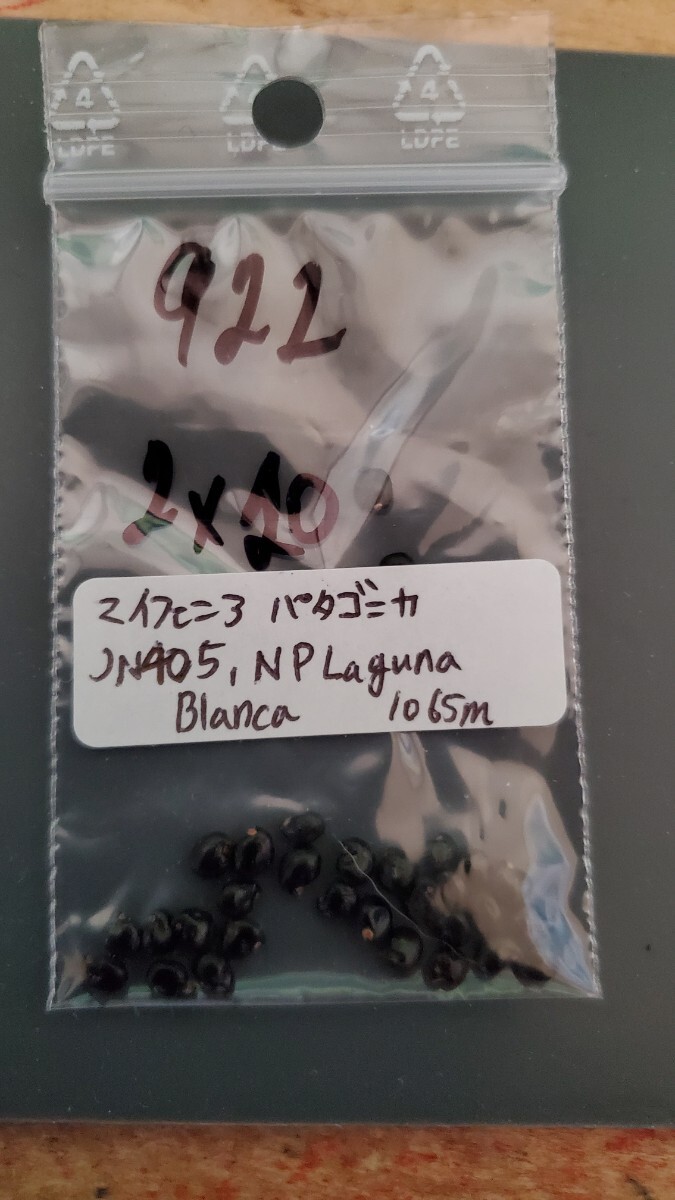 マイフェニア パタゴニカ JN405 種子5粒拍卖