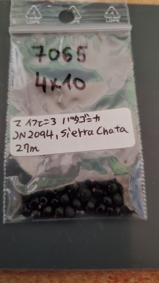 マイフェニア パタゴニカ JN2094 種子5粒拍卖