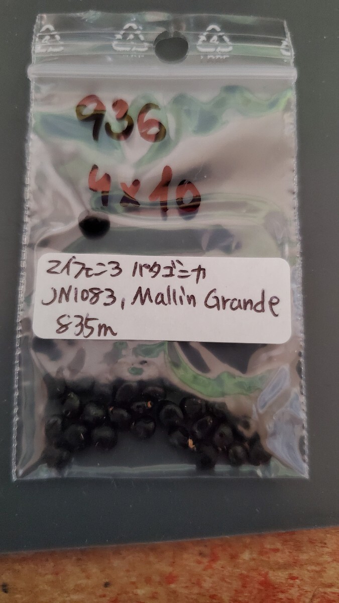 マイフェニア パタゴニカ JN1083 種子5粒拍卖