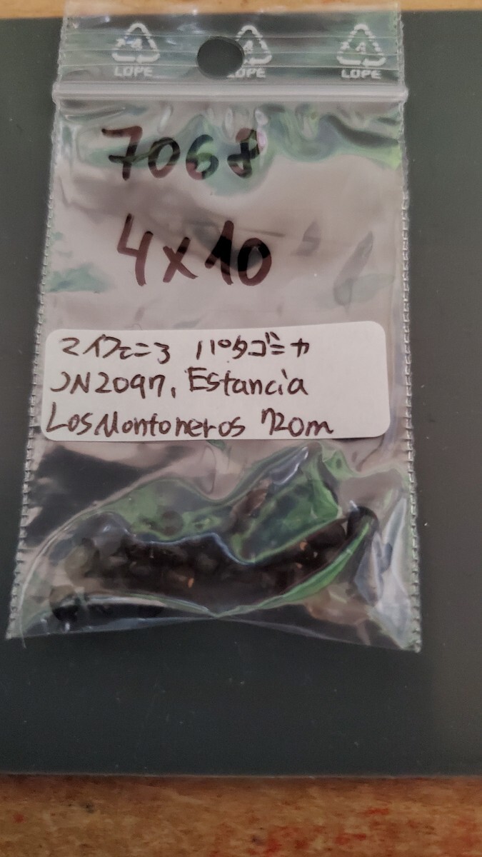 マイフェニア パタゴニカ JN2097 種子5粒拍卖