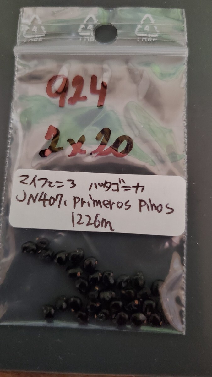 マイフェニア パタゴニカ JN407 種子5粒拍卖