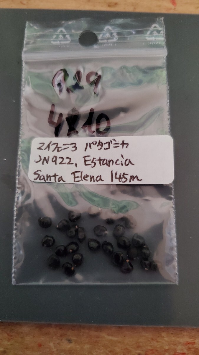 マイフェニア パタゴニカ JN922 種子5粒拍卖
