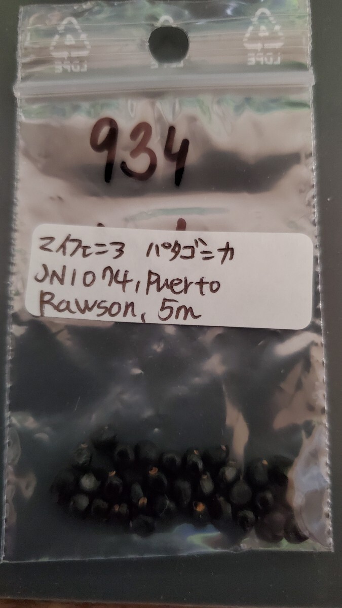 マイフェニア パタゴニカ JN1074 種子5粒拍卖