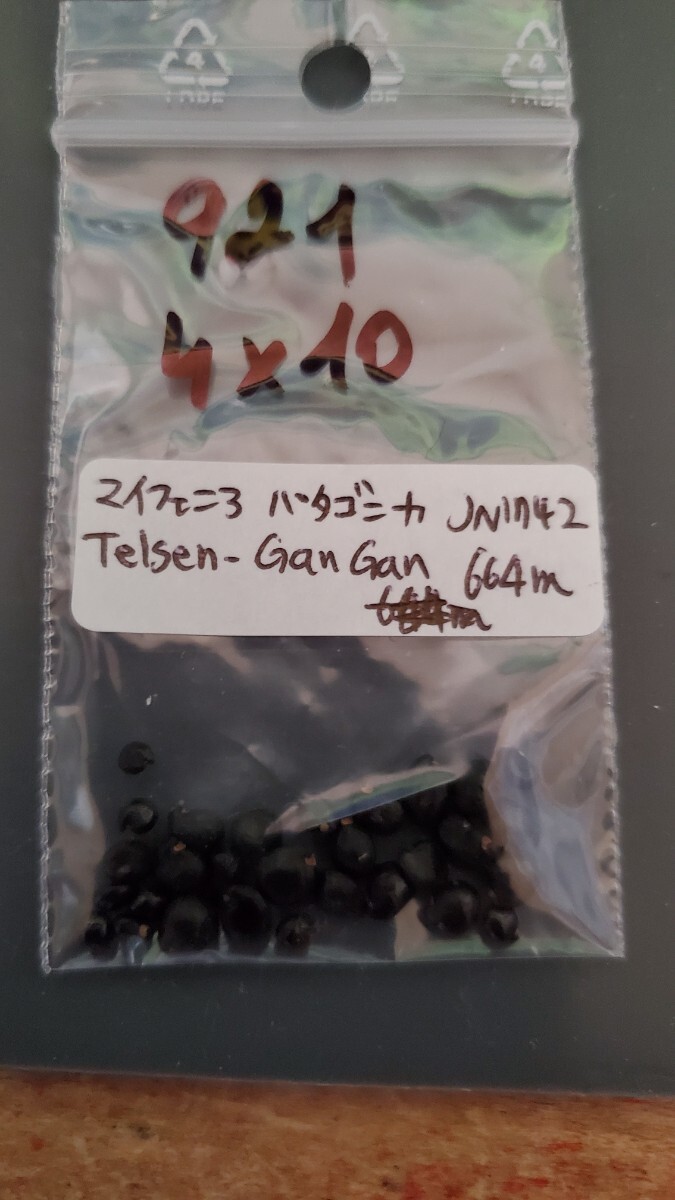 マイフェニア パタゴニカ JN1742 種子5粒拍卖