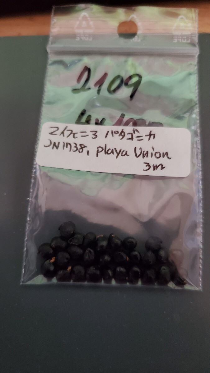 マイフェニア パタゴニカ JN1738 種子5粒拍卖