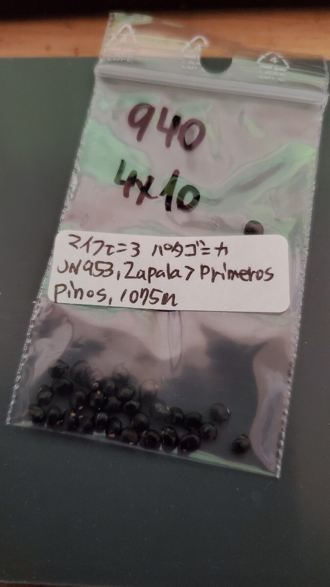 マイフェニア パタゴニカ JN953 種子5粒拍卖