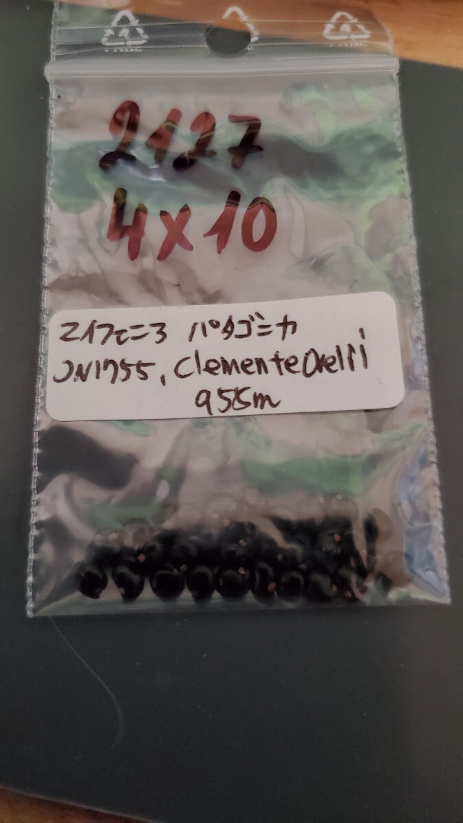 マイフェニア パタゴニカ JN1755 種子5粒拍卖
